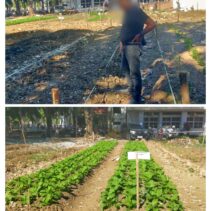 Foto : Perbandingan tanaman yang dikelolah dengan baik serta kurang perlakuan baik